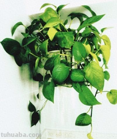 绿萝总黄叶？ 老花农透露：不是水浇少了，而是你“太勤快”！ - 今日头条