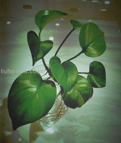 绿萝总黄叶? 老花农透露:不是水浇少了,而是你“太勤快”! - 今日头条 绿萝总黄叶? 老花农透露:不是水浇少了,而是你“太勤快”! - 图画吧TUHUABA