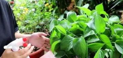 绿萝总黄叶? 老花农透露:不是水浇少了,而是你“太勤快”! - 今日头条 绿萝总黄叶? 老花农透露:不是水浇少了,而是你“太勤快”! - 图画吧TUHUABA