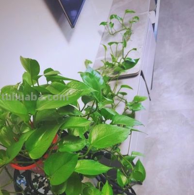 绿萝总黄叶? 老花农透露:不是水浇少了,而是你“太勤快”! - 今日头条 绿萝总黄叶? 老花农透露:不是水浇少了,而是你“太勤快”! - 图画吧TUHUABA