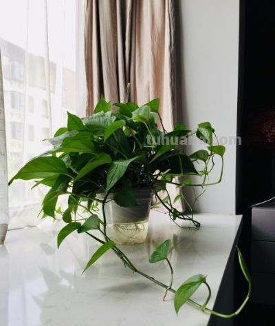 绿萝总黄叶? 老花农透露:不是水浇少了,而是你“太勤快”! - 今日头条 绿萝总黄叶? 老花农透露:不是水浇少了,而是你“太勤快”! - 图画吧TUHUABA