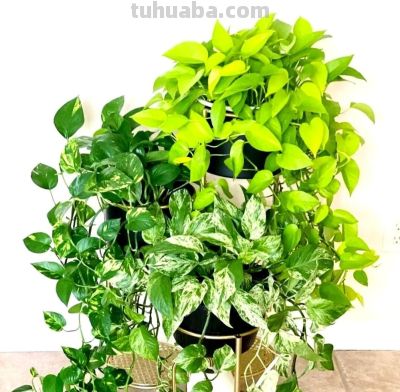 绿萝总黄叶? 老花农透露:不是水浇少了,而是你“太勤快”! - 今日头条 绿萝总黄叶? 老花农透露:不是水浇少了,而是你“太勤快”! - 图画吧TUHUABA