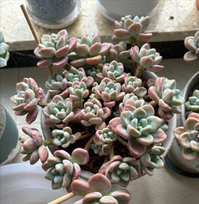 跟风养多肉的教训，8个月只剩3盆 - 今日头条