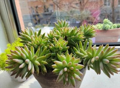 跟风养多肉的教训，8个月只剩3盆 - 图画吧TUHUABA