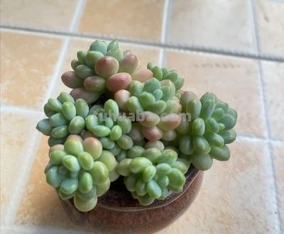 跟风养多肉的教训，8个月只剩3盆 - 图画吧TUHUABA