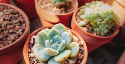 多肉养护零失败！新手避开这4个坑，叶片饱满不徒长、不烂根 - 今日头条