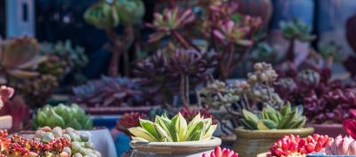 多肉养护零失败！新手避开这4个坑，叶片饱满不徒长、不烂根 - 图画吧TUHUABA