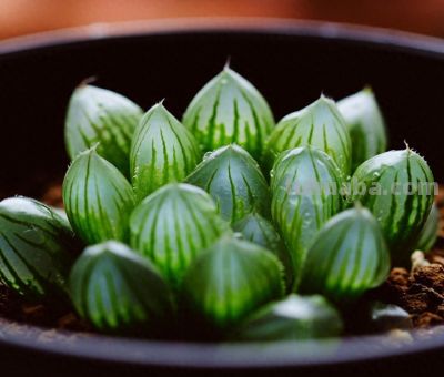 春天养这3种多肉，浇水学会这几招，轻松长出大白根，新手必看 - 今日头条