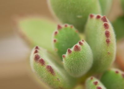 春天养这3种多肉，浇水学会这几招，轻松长出大白根，新手必看 - 图画吧TUHUABA