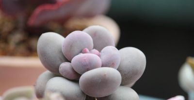 春天养这3种多肉，浇水学会这几招，轻松长出大白根，新手必看 - 图画吧TUHUABA