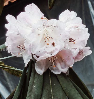 追光逐影，水彩杜鹃花 - 图画吧TUHUABA