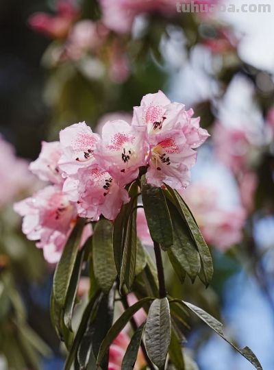追光逐影，水彩杜鹃花 - 图画吧TUHUABA