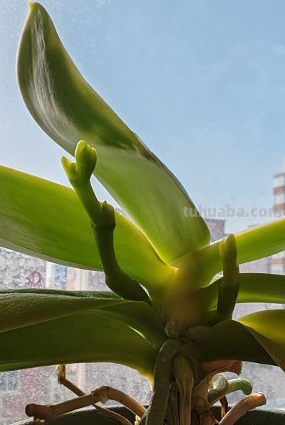 人间素描： - 图画吧TUHUABA