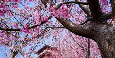 Color Walk正流行！收好这份郑州春日色彩图鉴，解锁“多巴胺”城市漫游 - 图画吧TUHUABA