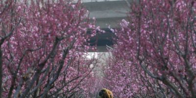 Color Walk正流行！收好这份郑州春日色彩图鉴，解锁“多巴胺”城市漫游 - 图画吧TUHUABA