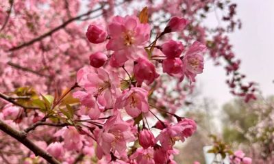 Color Walk正流行！收好这份郑州春日色彩图鉴，解锁“多巴胺”城市漫游 - 图画吧TUHUABA