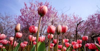 Color Walk正流行！收好这份郑州春日色彩图鉴，解锁“多巴胺”城市漫游 - 图画吧TUHUABA