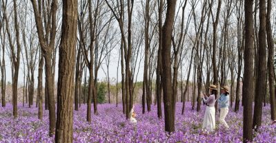 Color Walk正流行！收好这份郑州春日色彩图鉴，解锁“多巴胺”城市漫游 - 图画吧TUHUABA
