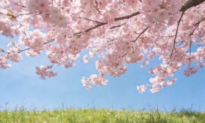 色彩搭配，让春景照片更有视觉冲击力 - 图画吧TUHUABA