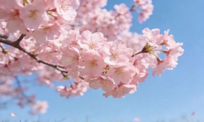 色彩搭配，让春景照片更有视觉冲击力 - 图画吧TUHUABA