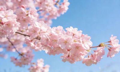 色彩搭配，让春景照片更有视觉冲击力 - 图画吧TUHUABA