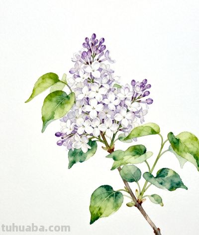 水彩画｜丁香花 - 今日头条