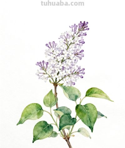 水彩画｜丁香花 - 图画吧TUHUABA