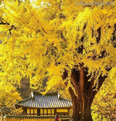 把照片拍好看，没啥难度，6个摄影技巧，手机相机都能用 - 今日头条