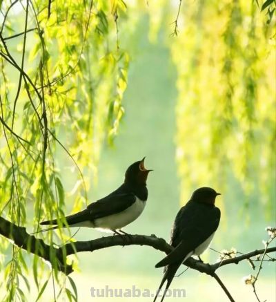 别再浪费你手机的好相机了！8个技巧让你拍出“碾压朋友圈”的大片 - 图画吧TUHUABA