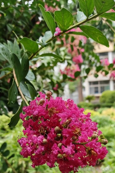 紫薇花（Lagerstroemia indica）：家庭种植技巧与适宜地区全解析 - 图画吧TUHUABA