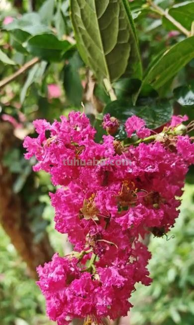 紫薇花（Lagerstroemia indica）：家庭种植技巧与适宜地区全解析 - 图画吧TUHUABA