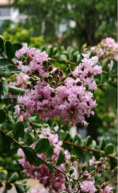 紫薇花（Lagerstroemia indica）：家庭种植技巧与适宜地区全解析 - 今日头条