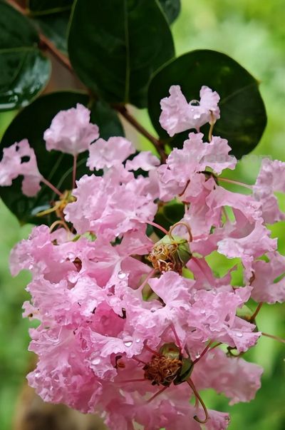 紫薇花（Lagerstroemia indica）：家庭种植技巧与适宜地区全解析 - 图画吧TUHUABA