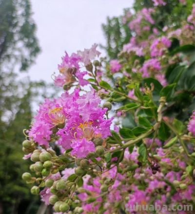紫薇花（Lagerstroemia indica）：家庭种植技巧与适宜地区全解析 - 图画吧TUHUABA