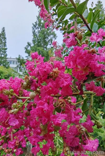 紫薇花（Lagerstroemia indica）：家庭种植技巧与适宜地区全解析 - 图画吧TUHUABA
