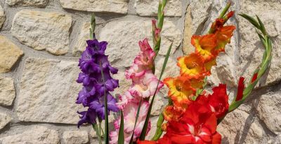 世界四大鲜切花之一，在家也能自己种，朵朵拳头大富丽堂皇 - 图画吧TUHUABA