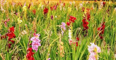 世界四大鲜切花之一，在家也能自己种，朵朵拳头大富丽堂皇 - 今日头条