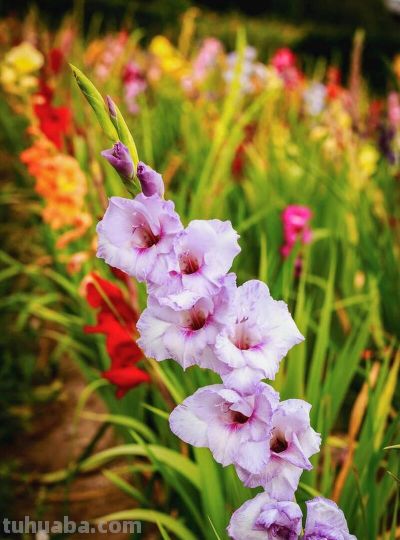 世界四大鲜切花之一，在家也能自己种，朵朵拳头大富丽堂皇 - 图画吧TUHUABA