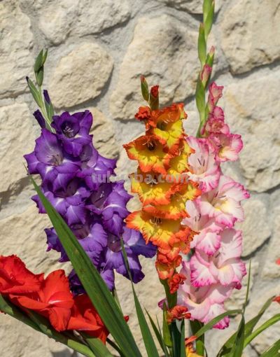 世界四大鲜切花之一，在家也能自己种，朵朵拳头大富丽堂皇 - 图画吧TUHUABA