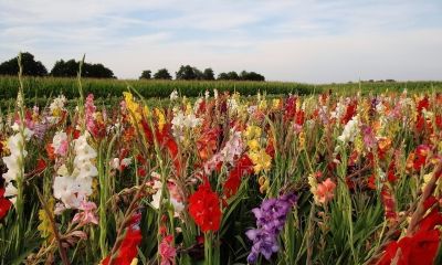 世界四大鲜切花之一，在家也能自己种，朵朵拳头大富丽堂皇 - 图画吧TUHUABA