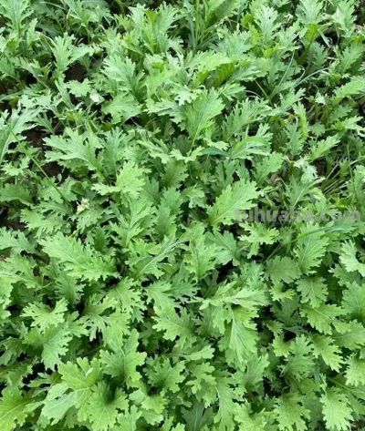 家庭种植雪里蕻，11月份如何管理长势快 - 今日头条