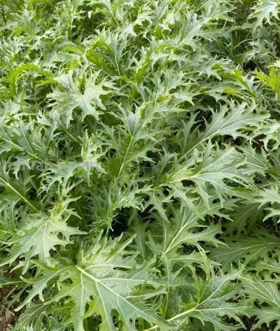 家庭种植雪里蕻，11月份如何管理长势快 - 图画吧TUHUABA