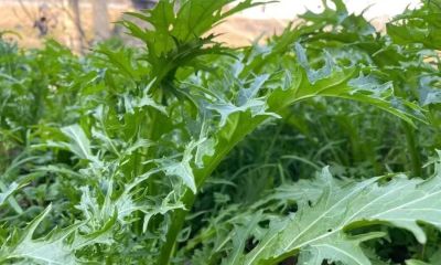 家庭种植雪里蕻，11月份如何管理长势快 - 图画吧TUHUABA