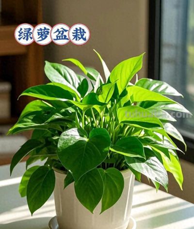 绿萝养殖全流程教程：新手也能养出翠绿茂盛的绿萝 - 今日头条