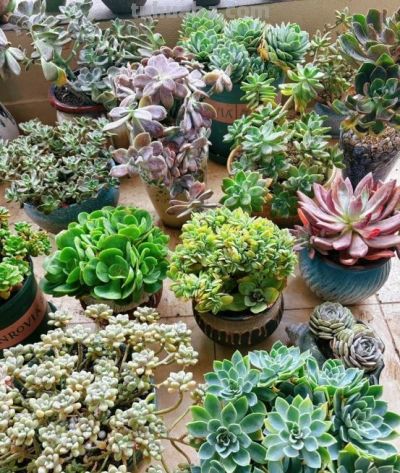 一盆多肉养了7年，邻居都说快成精了，仙气飘飘，要飞天了，晒晒 - 图画吧TUHUABA