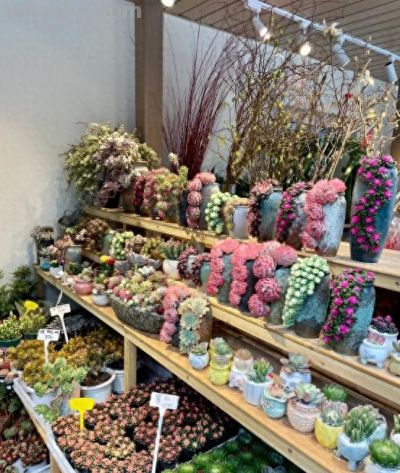 一盆多肉养了7年，邻居都说快成精了，仙气飘飘，要飞天了，晒晒 - 今日头条