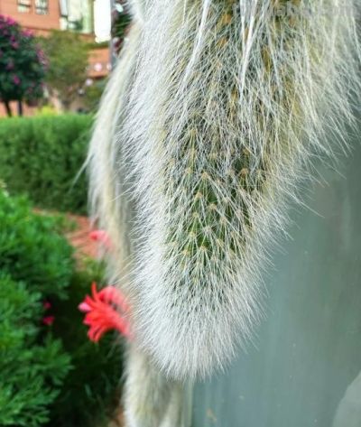 一盆多肉养了7年，邻居都说快成精了，仙气飘飘，要飞天了，晒晒 - 图画吧TUHUABA