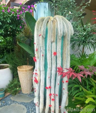 一盆多肉养了7年，邻居都说快成精了，仙气飘飘，要飞天了，晒晒 - 图画吧TUHUABA