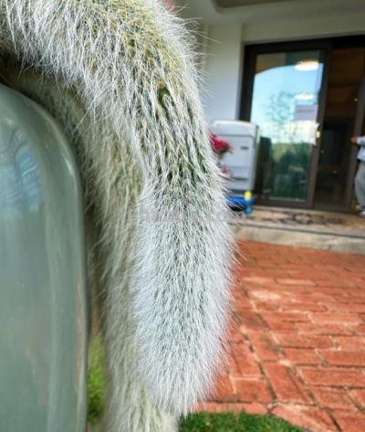 一盆多肉养了7年，邻居都说快成精了，仙气飘飘，要飞天了，晒晒 - 图画吧TUHUABA