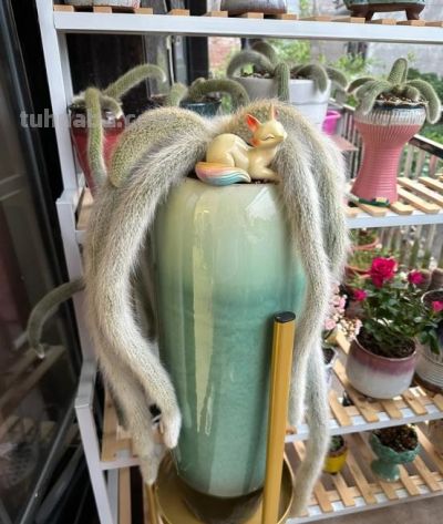 一盆多肉养了7年，邻居都说快成精了，仙气飘飘，要飞天了，晒晒 - 图画吧TUHUABA